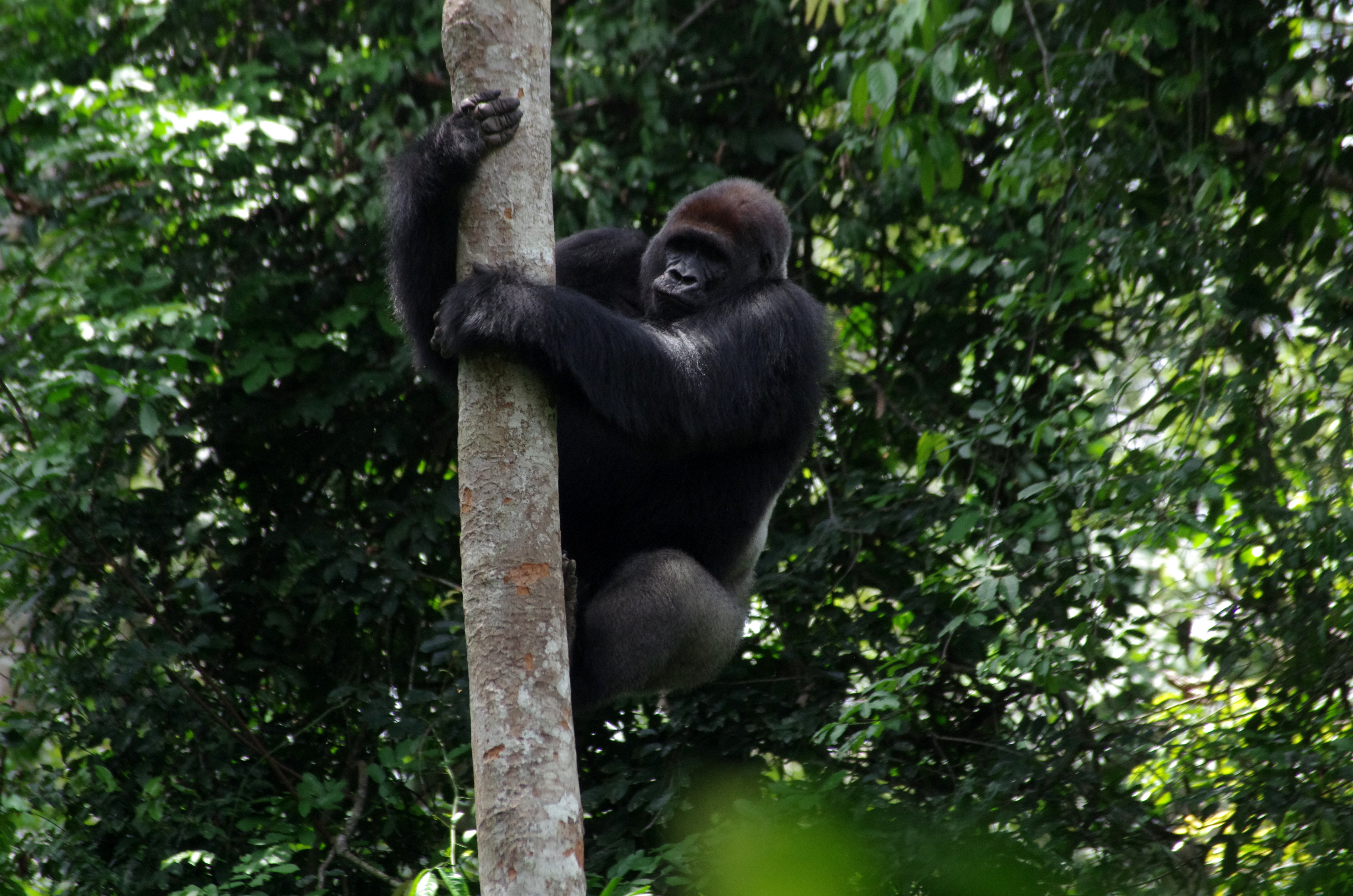 photo of a gorilla