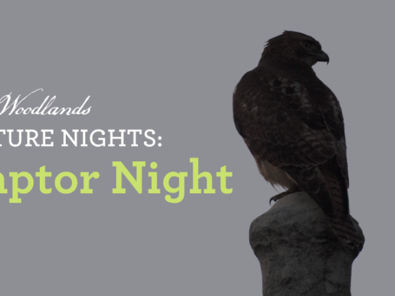raptor night photo