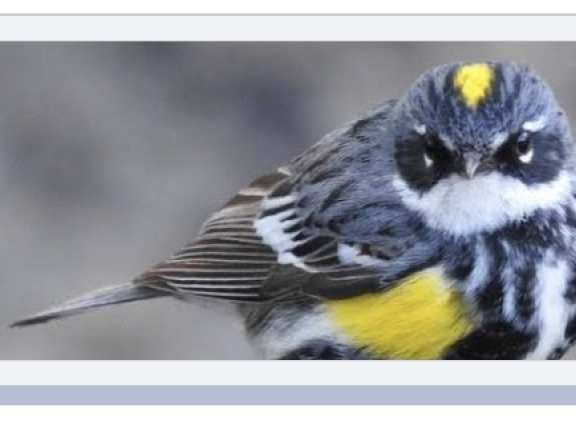 winter bird