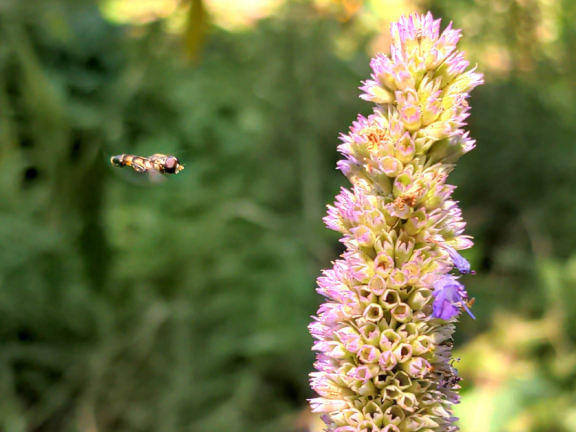 Native Garden