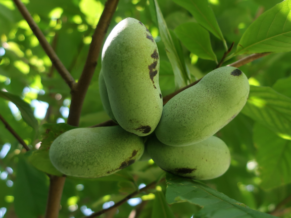 October First Saturday Open House: The Birds, the Bees and the Pawpaw Trees