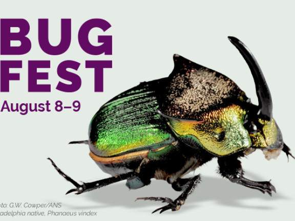 Bug Fest Flyer