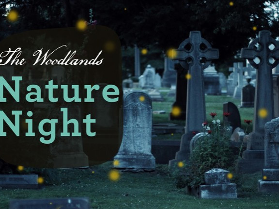 Flyer nature nights