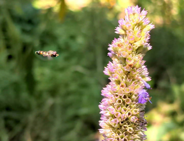 Native Garden