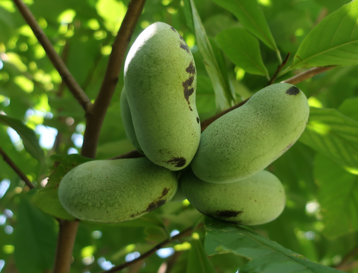 October First Saturday Open House: The Birds, the Bees and the Pawpaw Trees 