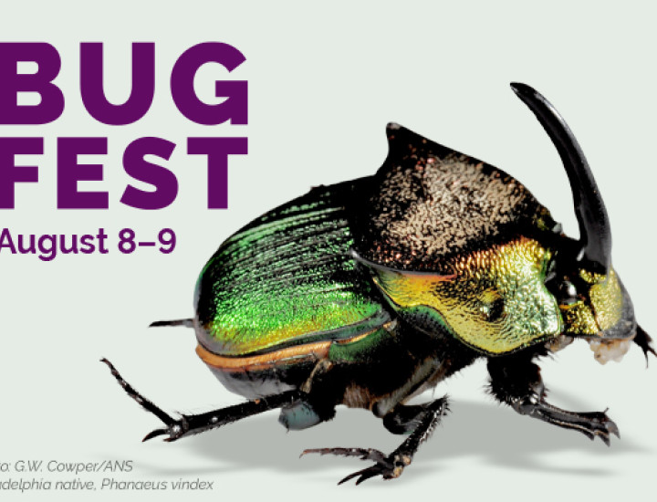 Bug Fest Flyer
